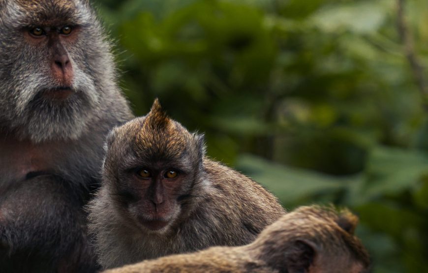1-Day Trip to Ngorongoro Crater Tour